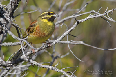 Cirl Bunting (Emberiza cirlus)