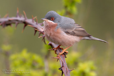 Moltoni's Warbler (Sylvia subalpina)