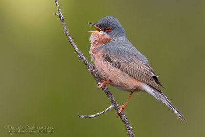 Moltoni's Warbler (Sylvia subalpina)