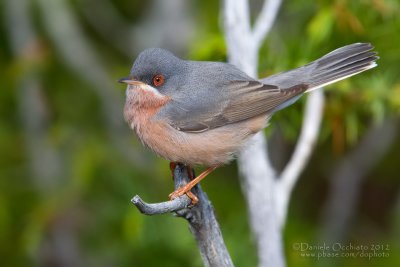 Moltoni's Warbler (Sylvia subalpina)