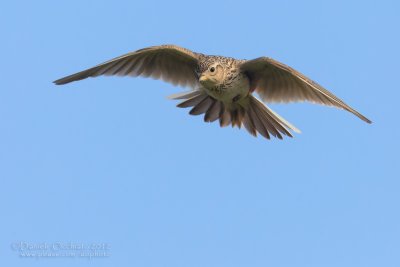 Eurasian Skylark (Alauda arvensis)