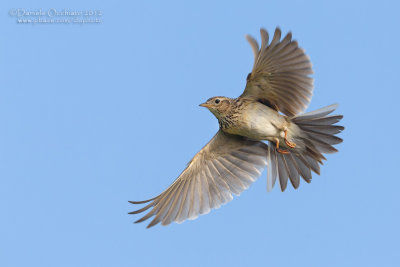 Eurasian Skylark (Alauda arvensis)