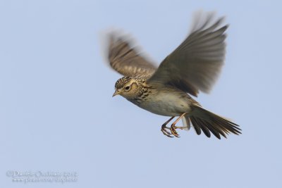 Eurasian Skylark (Alauda arvensis)