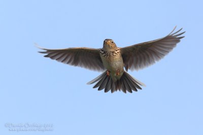 Eurasian Skylark (Alauda arvensis)