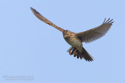 Eurasian Skylark (Alauda arvensis)