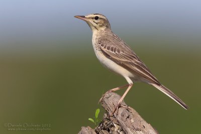 Tawny Pipit (Anthus campestris)