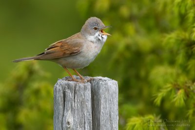 Common Whitethroat (Sylvia communis)