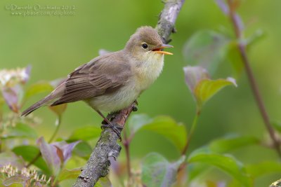 Melodious Warbler (Hippolais polyglotta)