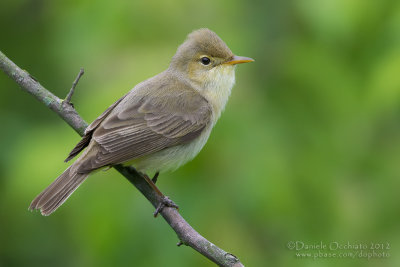 Melodious Warbler (Hippolais polyglotta)