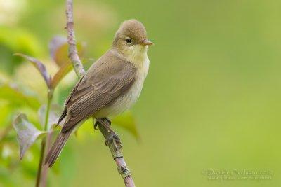 Melodious Warbler (Hippolais polyglotta)