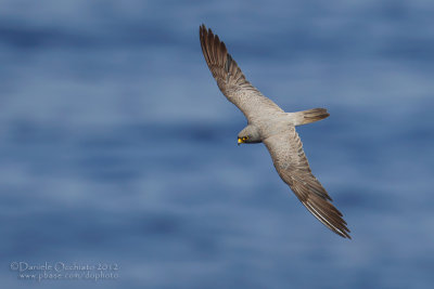 Sooty Falcon (Falco unicolor)