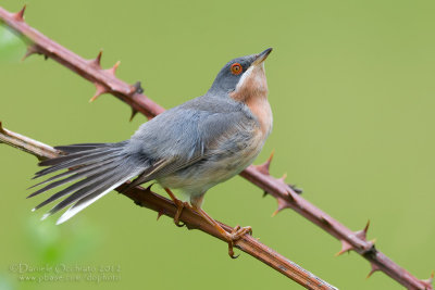 Moltoni's Warbler (Sylvia subalpina)