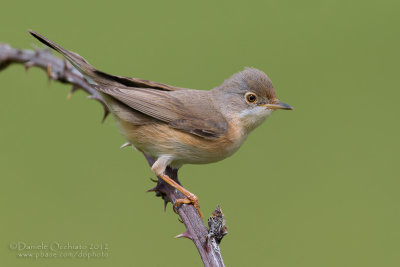 Moltoni's Warbler (Sylvia subalpina)