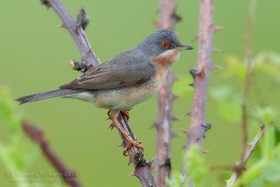 Moltoni's Warbler (Sylvia subalpina)