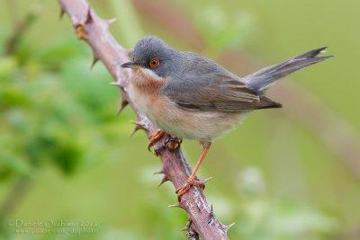 Moltoni's Warbler (Sylvia subalpina)