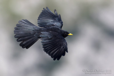 Alpine Chough (Pyrrhocorax graculus)