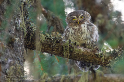Eurasian Pygmy Owl (Civetta nana)