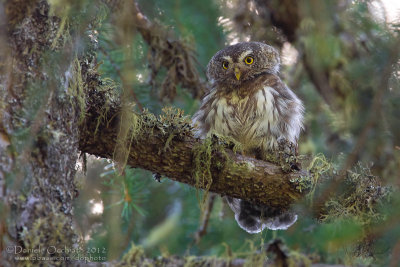 Eurasian Pygmy Owl (Glaucidium passerinum)