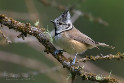 Crested Tit (Lophophanes cristatus)