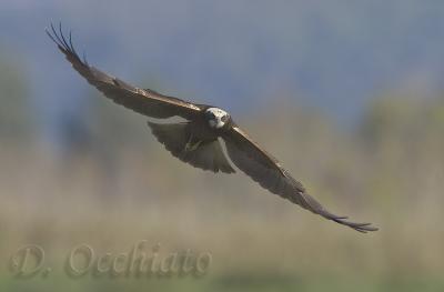 Marsh Harrier (Circus aeruginosus)