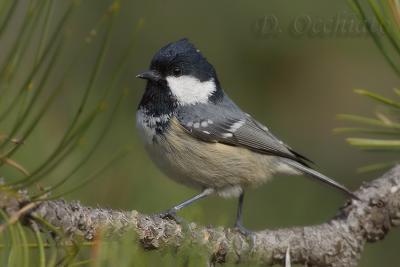 Coal Tit (Periparus ater)