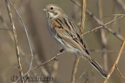 Reed Bunting (Emberiza shoeniclus)