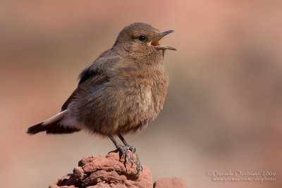 Black Weathear (Oenanthe leucura)