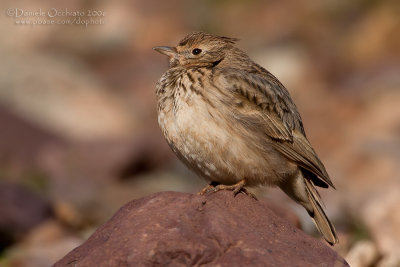 Thekla Lark (Galerida theklae)