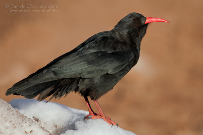 Red-billed Chough (Gracchio corallino)