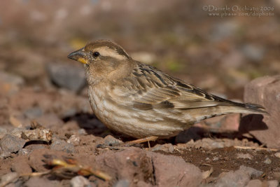 Rock Sparrow (Petronia petronia)