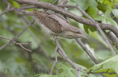 Wryneck - 500 f/4 + 1,4X