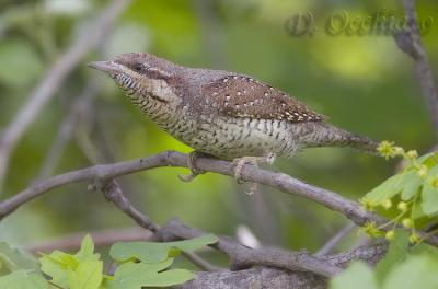 Wryneck - 500 f/4 + 1,4X