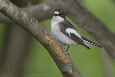 Pied Flycatcher (Ficedula hypoleuca)