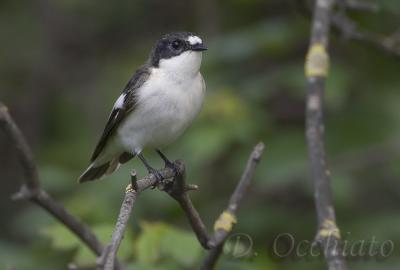 Pied Flycatcher (Ficedula hypoleuca)