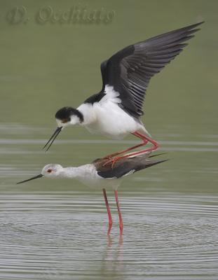 Black-winged Stilt (Himantopus himantopus)