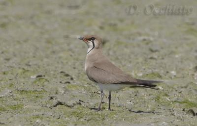 Collared Pratincole (Glareola pratincola)