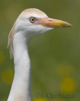 Cattle Egret (Bubulcus ibis)
