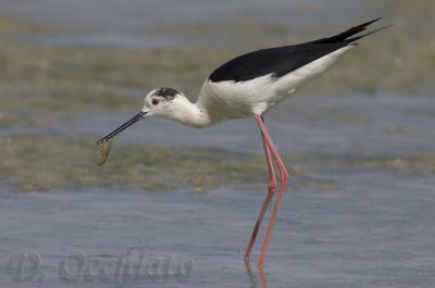 Black-winged Stilt (Himantopus himantopus)