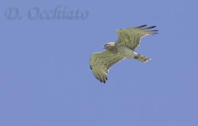 Short-toed Eagle (Circaetus gallicus)