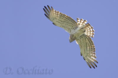 Short-toed Eagle (Circaetus gallicus)