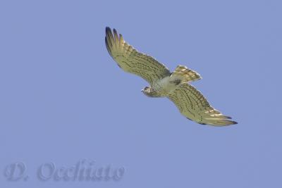 Short-toed Eagle (Circaetus gallicus)