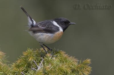 European Stonechat (Saxicola rubicola)