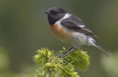 European Stonechat (Saxicola rubicola)