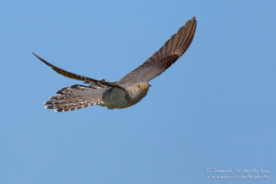 Cuckoo - 500 f/4 IS + 1,4X