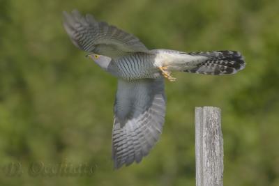 Cuckoo - 500 f/4 IS + 2X