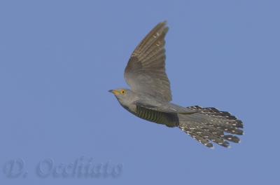 Cuckoo - 500 f/4 IS + 1,4X