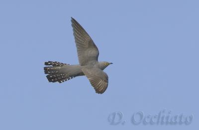 Cuckoo - 500 f/4 IS + 1,4X