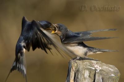 Swallow (Hirundo rustica)