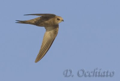 Pallid Swift (Apus pallidus brehemorum)