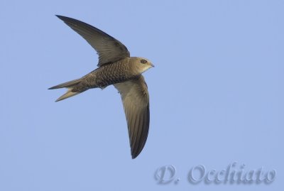 Pallid Swift (Apus pallidus brehemorum)